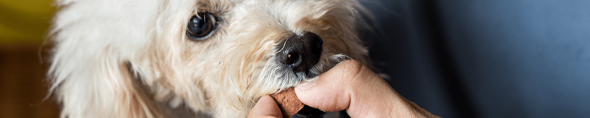 Vinger, Hondje, Hond, Huisdier, Puppy