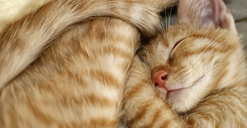 edefac81f87dbdcb8c25270b0cf62caa