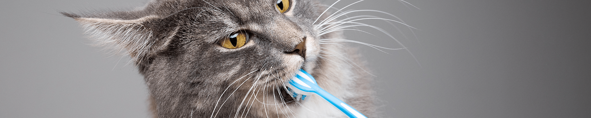 Penseel, Apparaat, Hulpmiddel, Kat, Huisdier