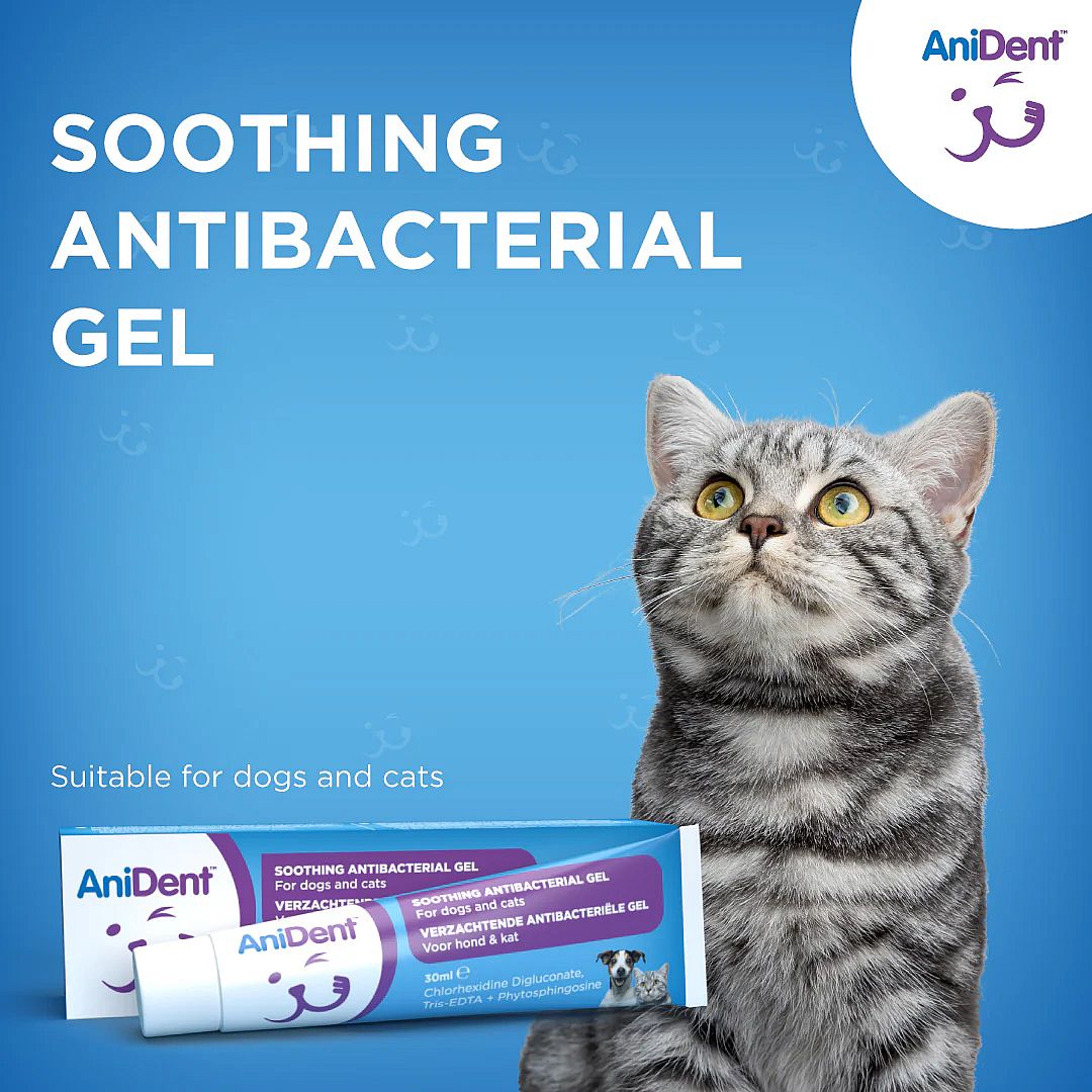 AniDent Verzachtende Antibacteriele Tandgel Hond Kat 30 ml