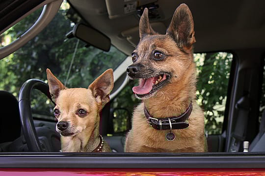 Spotted! Pro Tag Dog - Medium