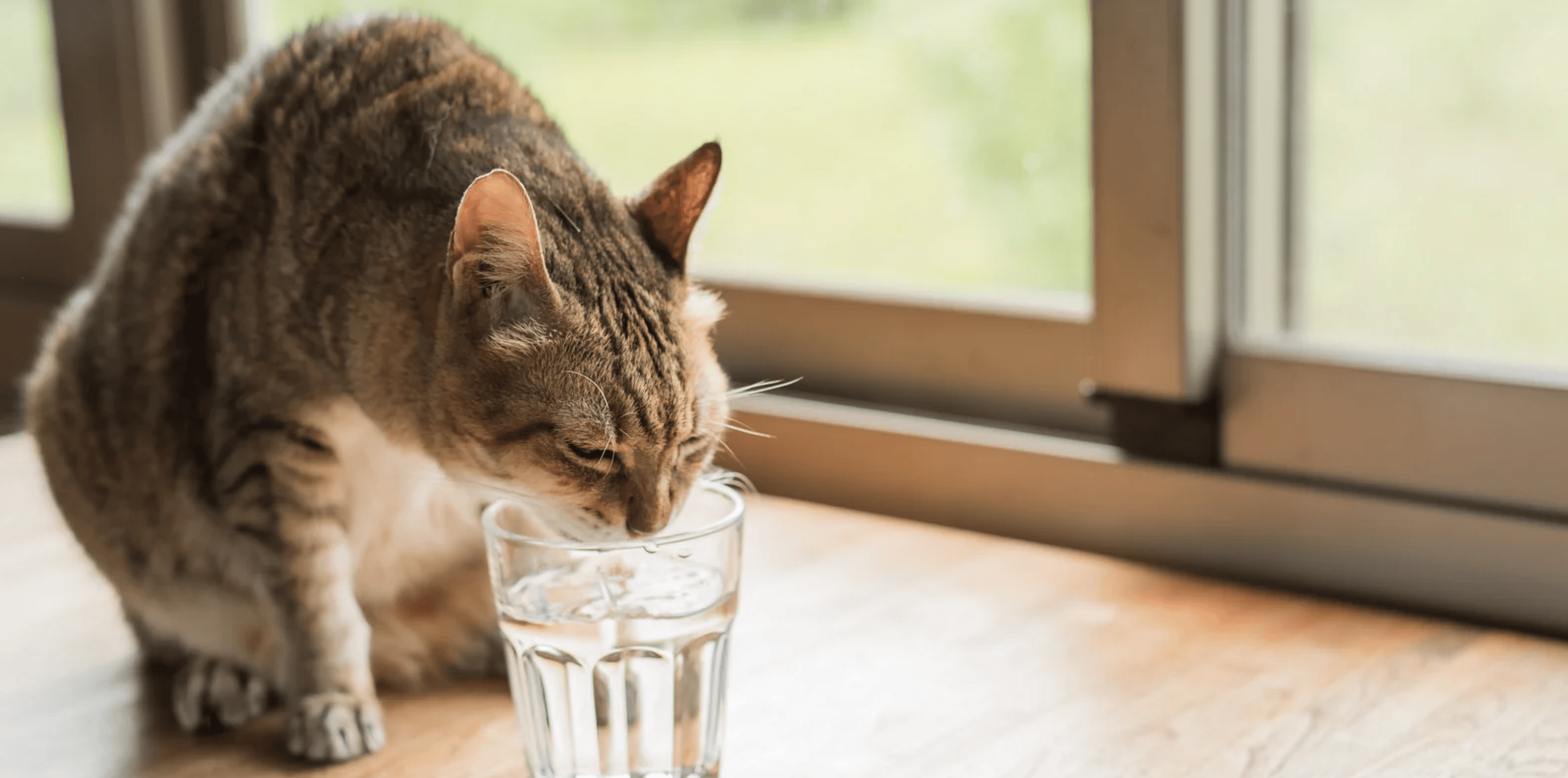 Kat-drinkt-meer-door-ijsblokje
