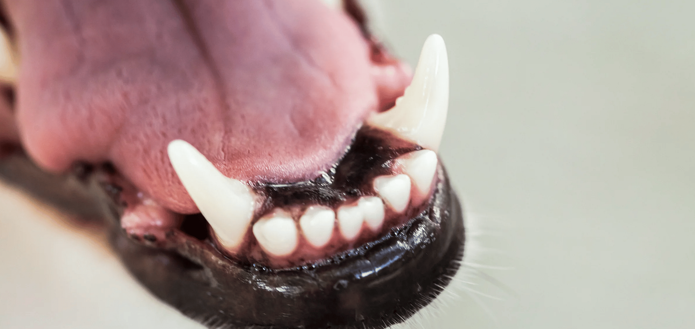 Gebit-hond-dieetvoer