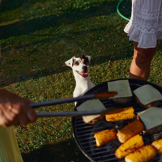 Hond-bbq-veilig