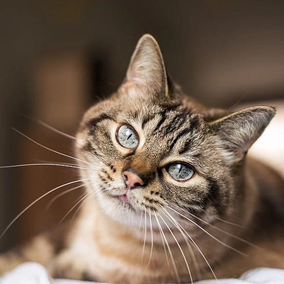 FIV-Kat-Kattenaids
