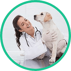 dierenarts, dierenartspraktijk, hond, hondenbehandeling, stethoscoop