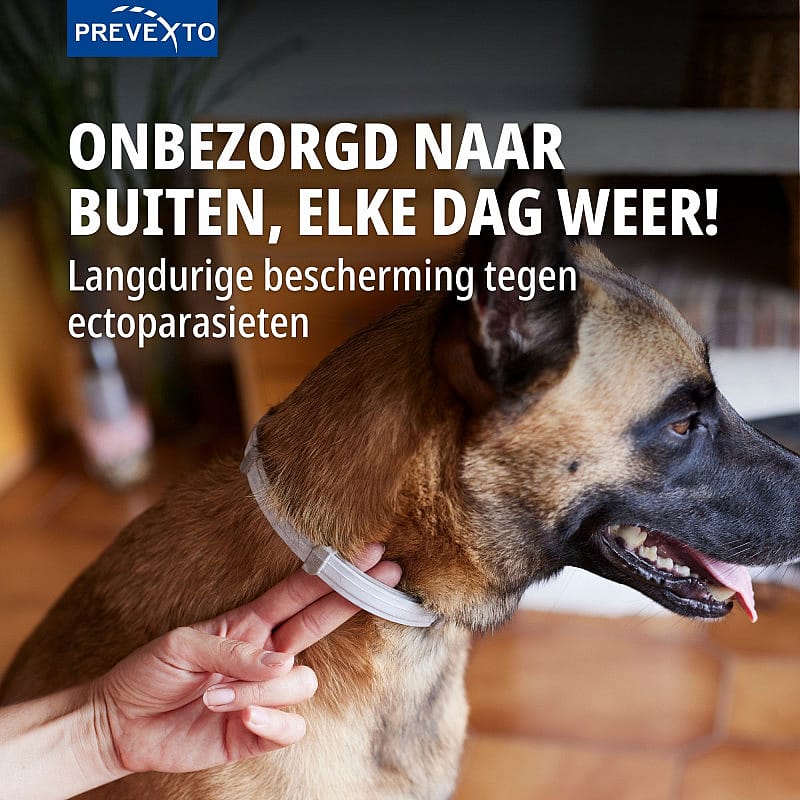 hond, halsband, halsband dier, huisdier