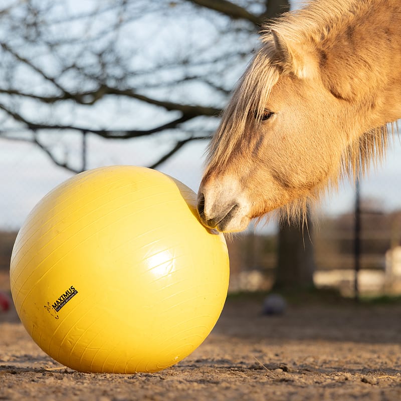 Maximus Power Play Ball Paard 75 cm