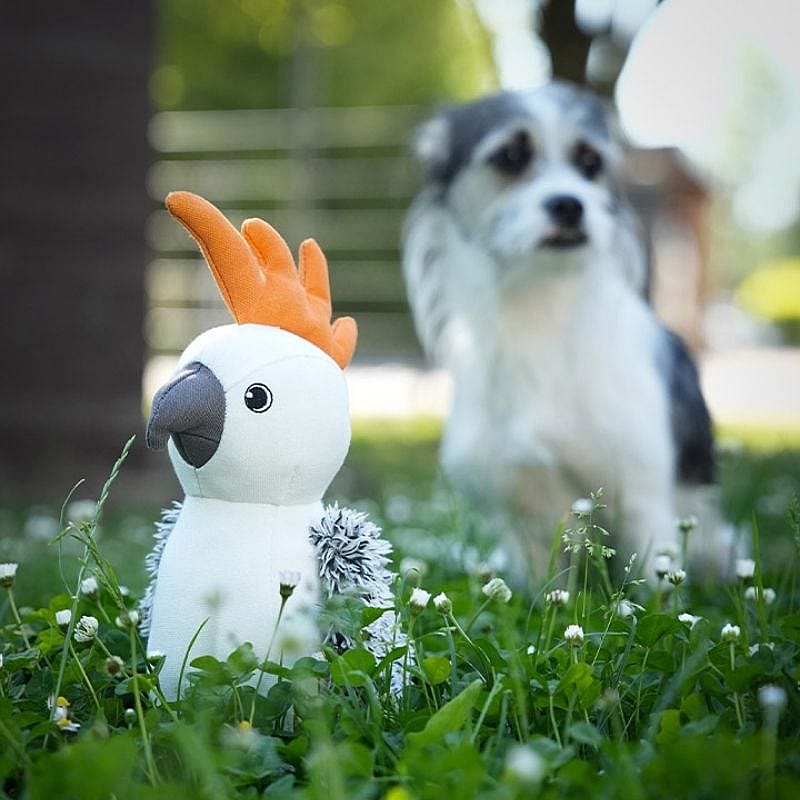 pluchetusse,  knuffel,  vogel,  speelgoed,  buiten