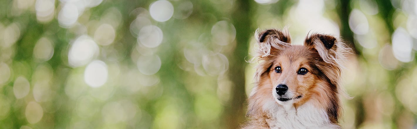 9e0bbfd73a29993edf3c215137a8dac8