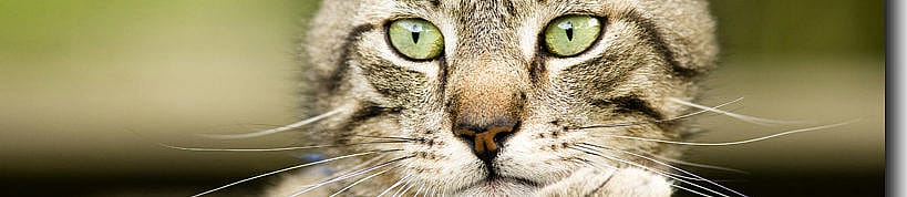 2c6169bd9883c72e62c3f2f844522d4a