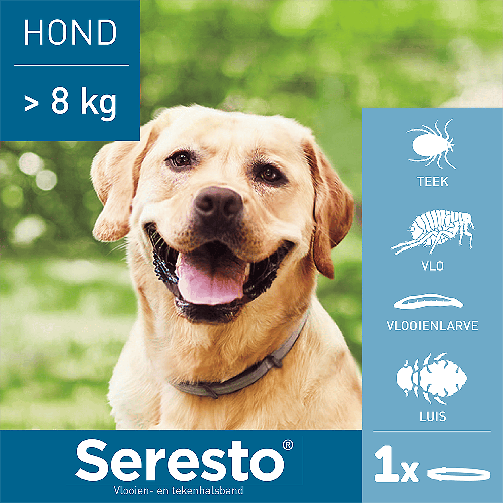 Seresto Halsband Hond: Vlooien en Teken Bescherming - 7 tot 8 maanden - Geurloos & Waterbestendig zwaarder dan 8 kg - 1 x 70 cm (1-pack)