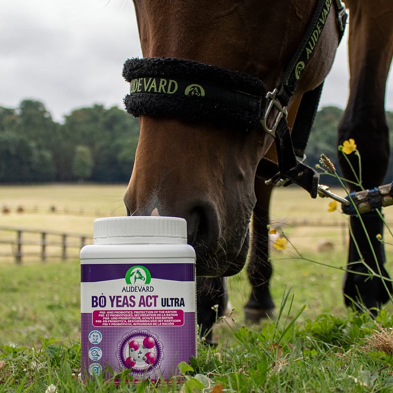 equine supplement, horse feed, Bo Yeas Act Ultra, probiotic, bottle container