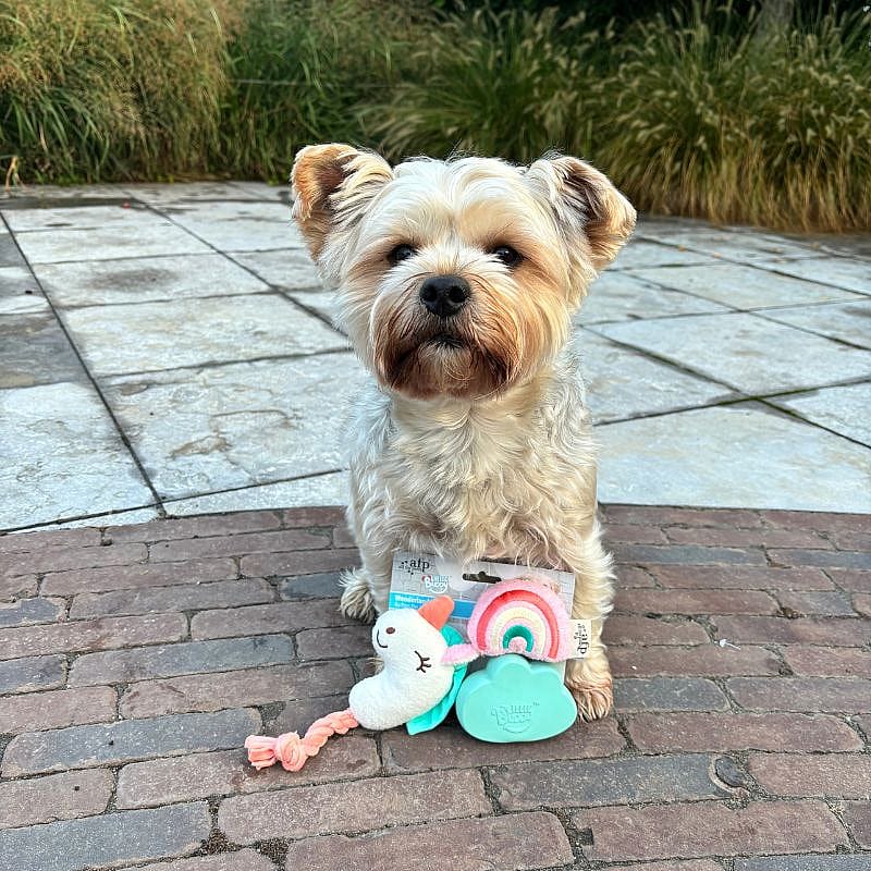 AFP Little Buddy Wonderland Eenhoorn Hond Puppy