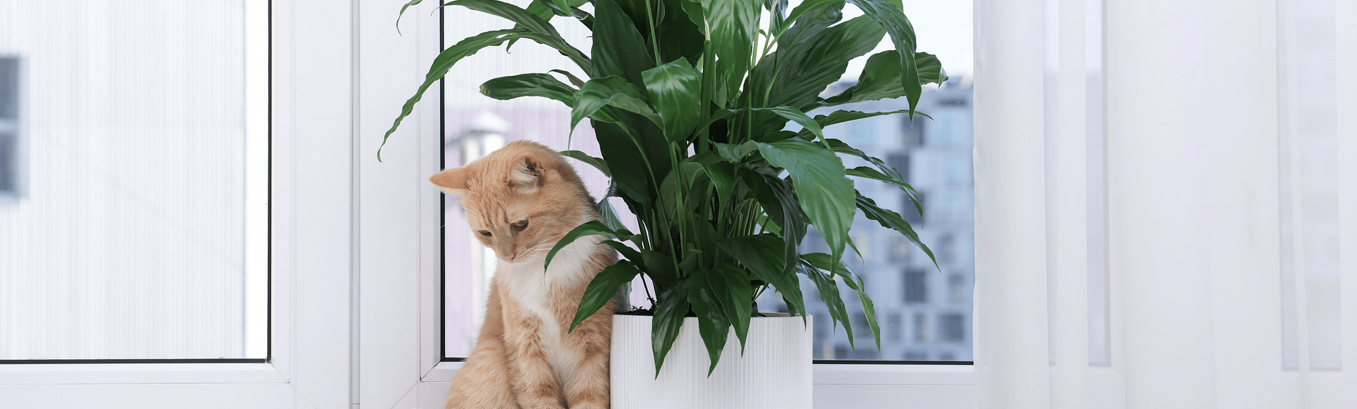 Kat-Lelie-Giftig-Dierenarts