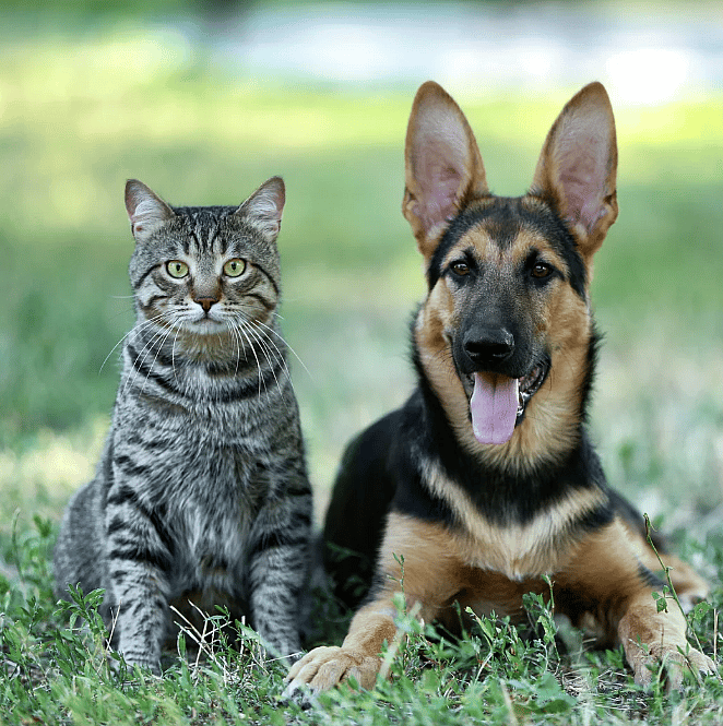 Berenklauw-hond-kat-gevaar