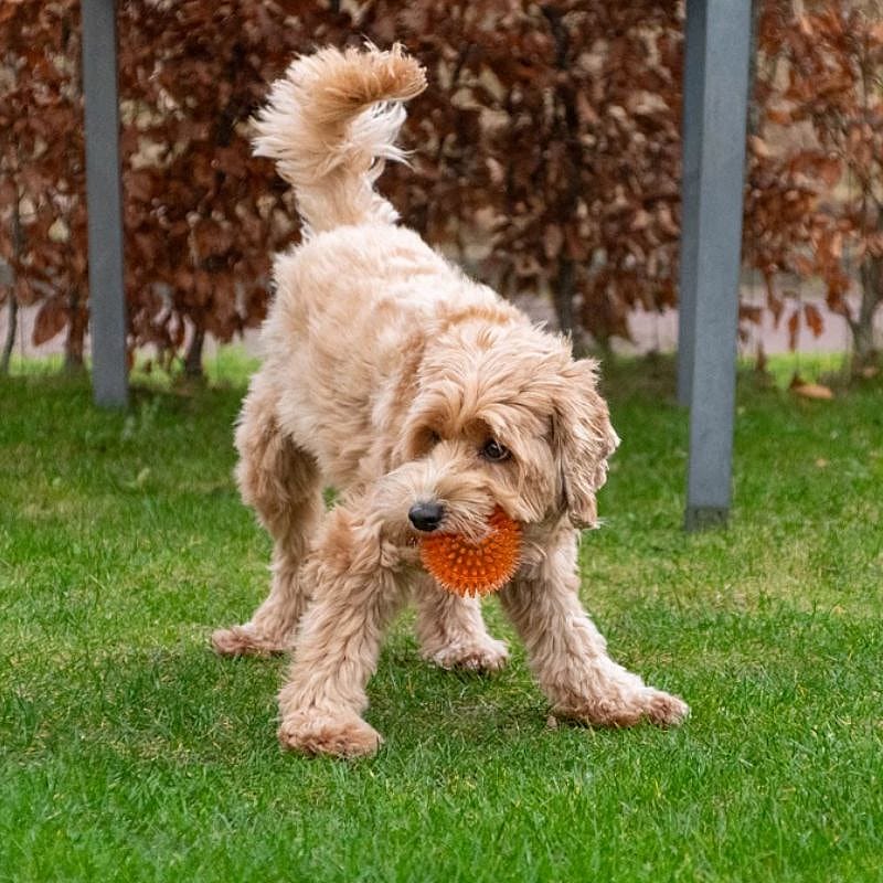 Dog Comets Exoplanet Egelbal Hond