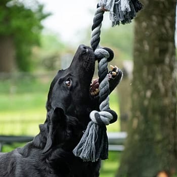 Floss Boss Dental Rope Flosstouw 2 Knot Hond 20 cm