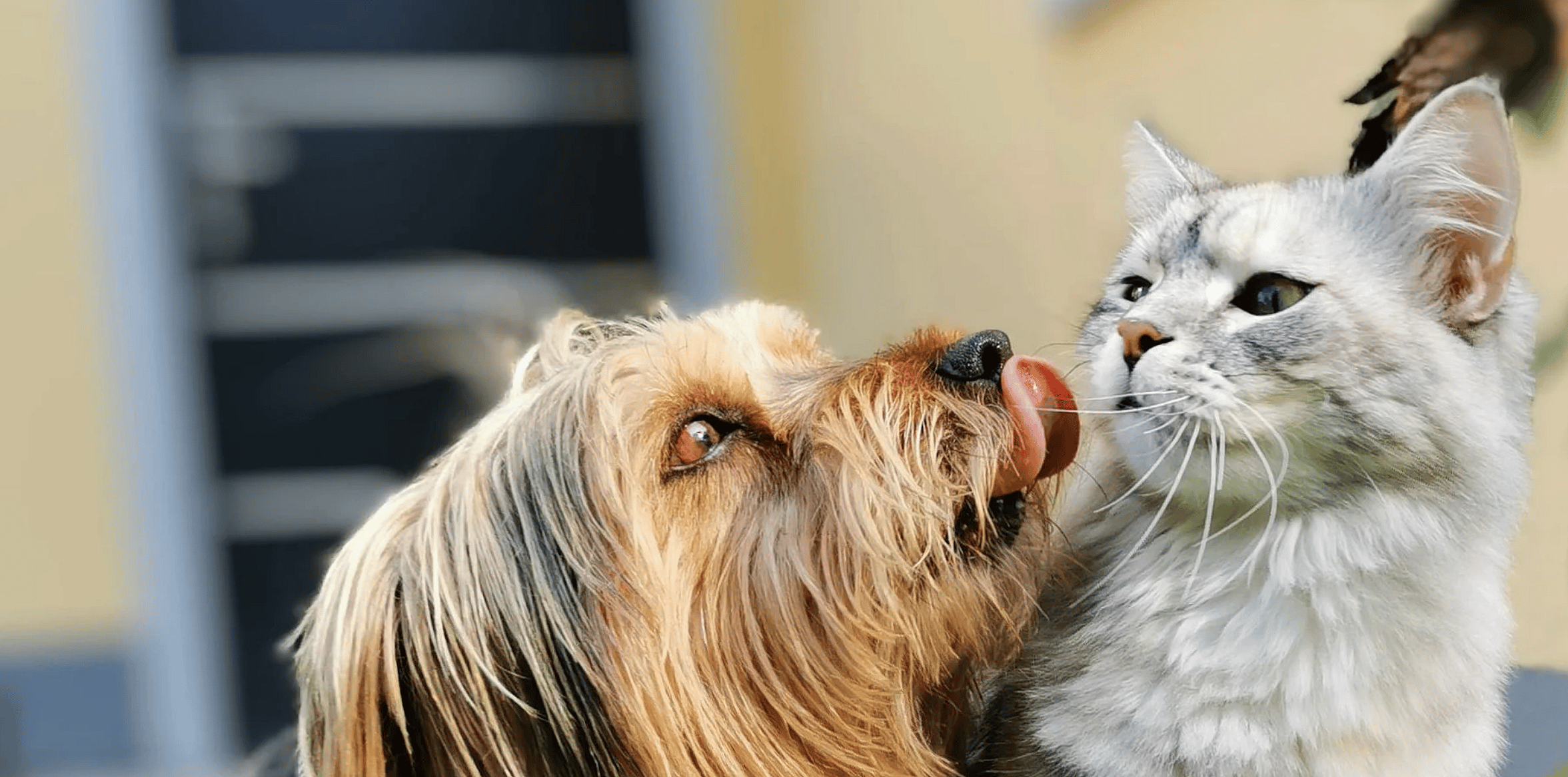 Vitamine-mineralen-hond-kat