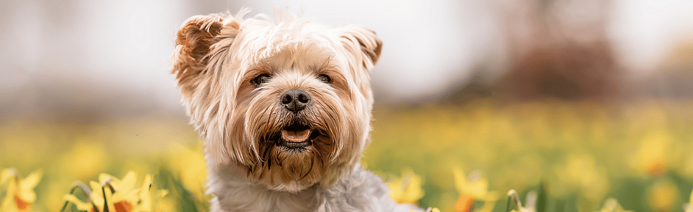 Zeven frisse lentetips voor uw hond en kat