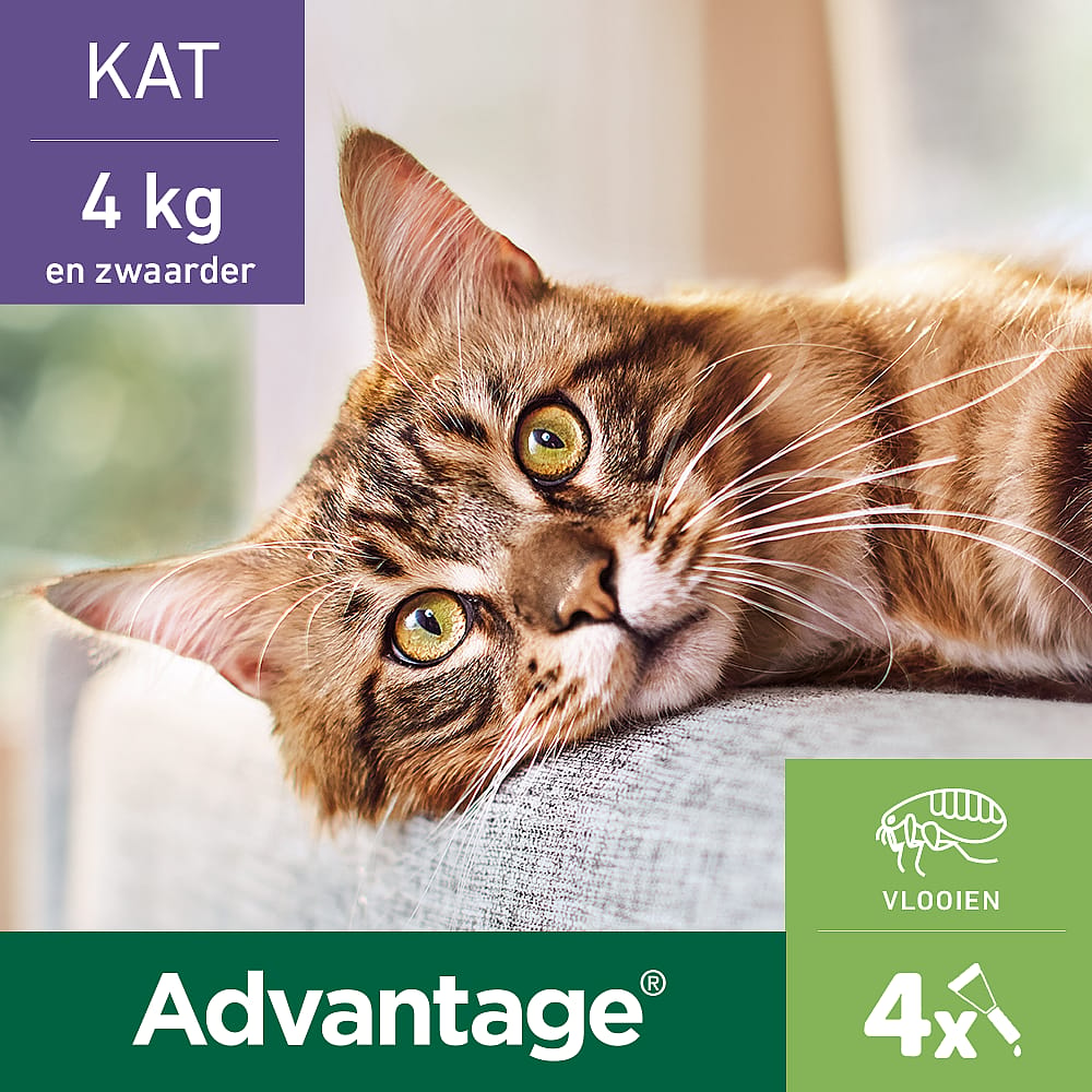 Advantage Spot-on Kat 80 mg
