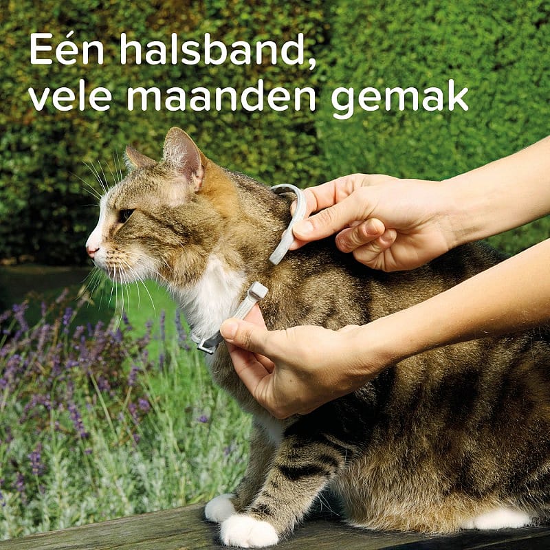 kat, halsband, kattenhalsband, band, dierenhalsband