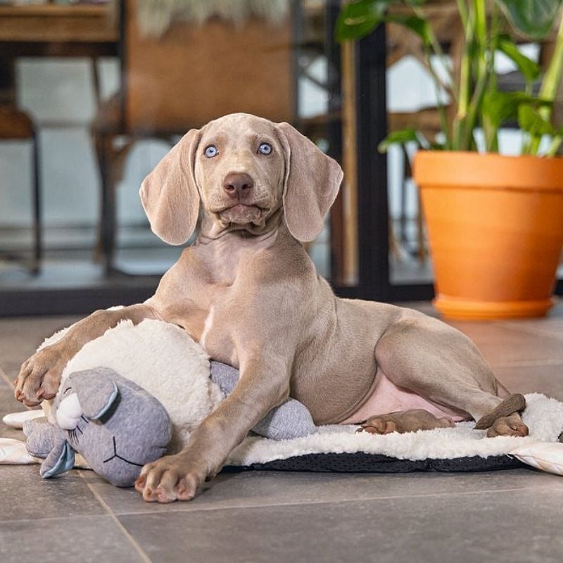 Beeztees Puppy Heartbeat Knuffel Schaap Hond