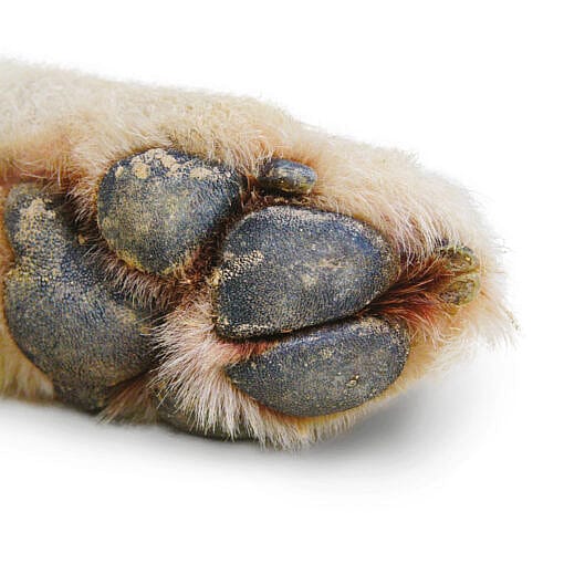 Maxani Kerasooth Cream Huid Hond Kat 30 ml