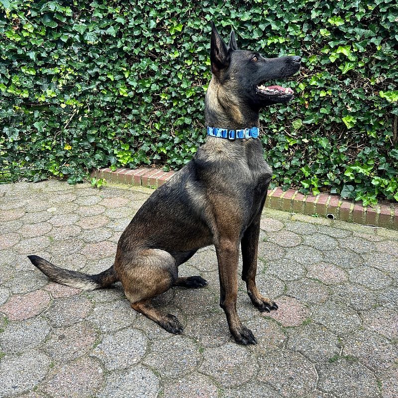 Morso Honden Halsband Gerecycled Small Splash Blauw