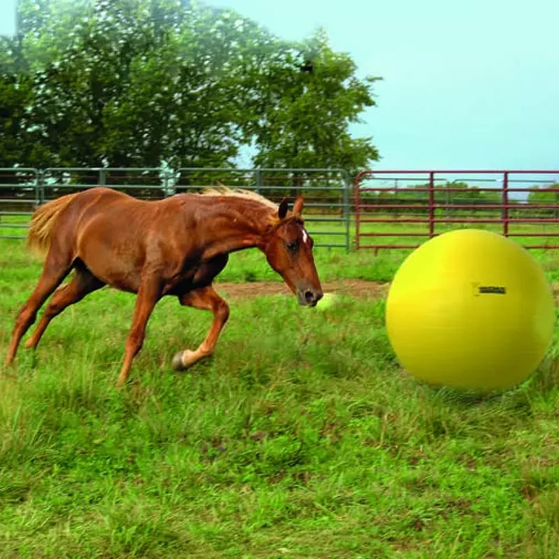 Maximus Power Play Ball Paard