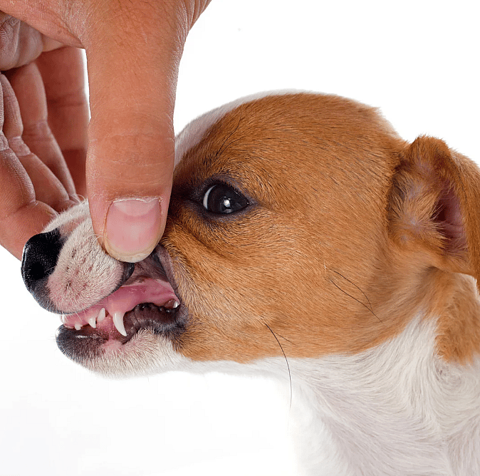 Pup-melktanden-leeftijd-bepalen