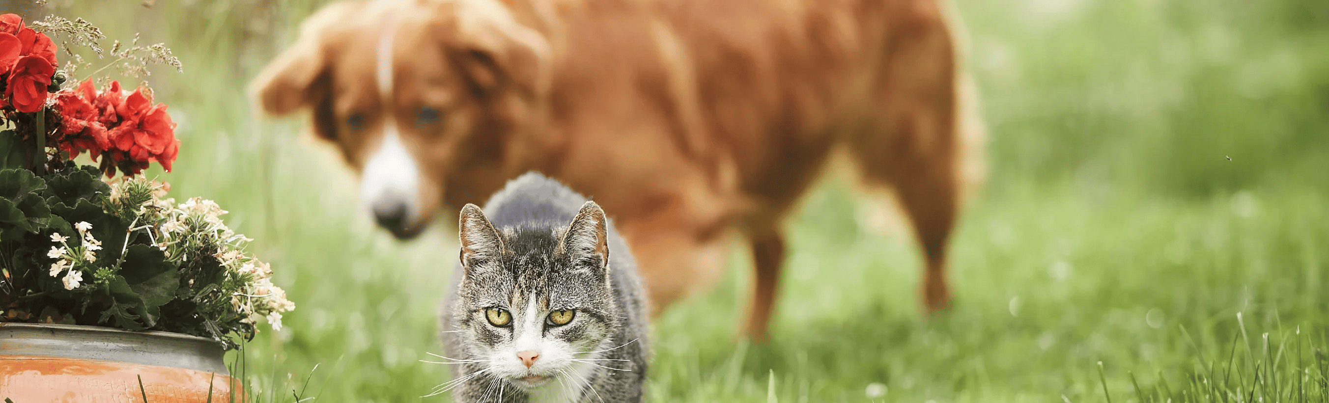 Vergiftiging-NVIC-jaarverslag-hond-kat