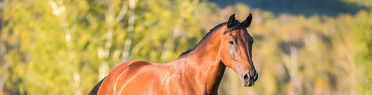 Mok en andere huidproblemen bij het onderbeen paard