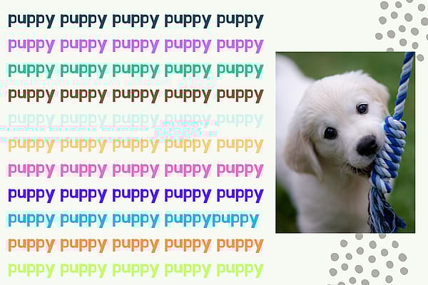 Alles wat je graag wilt weten voordat je een pup in huis haalt