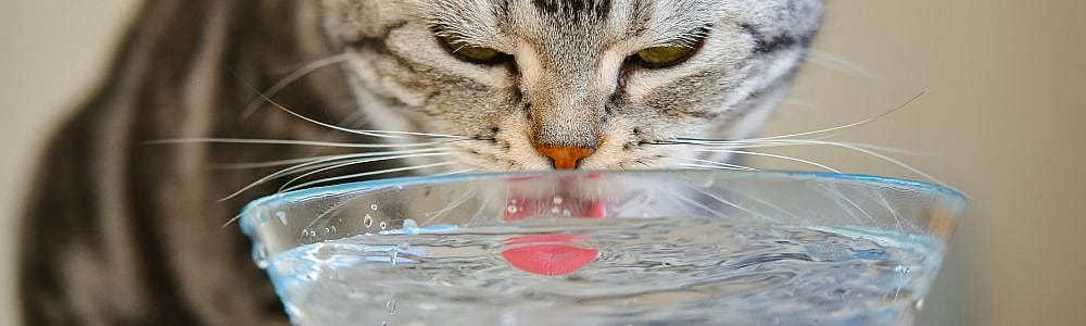 Hoe-laat-ik-mijn-kat-meer-drinken