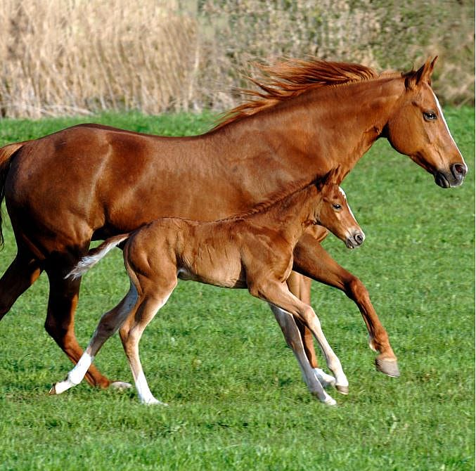 Bonpard-Colostrum-veulen-paard