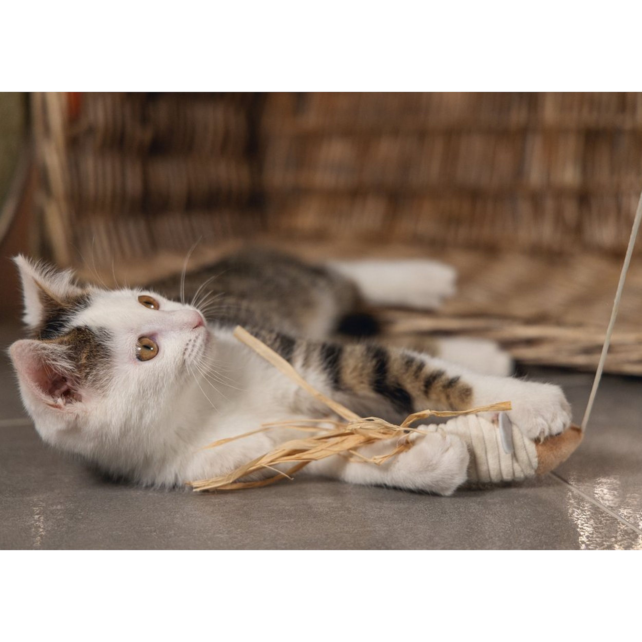 kat, katten, touwspeelgoed, bandage, pootverwonding
