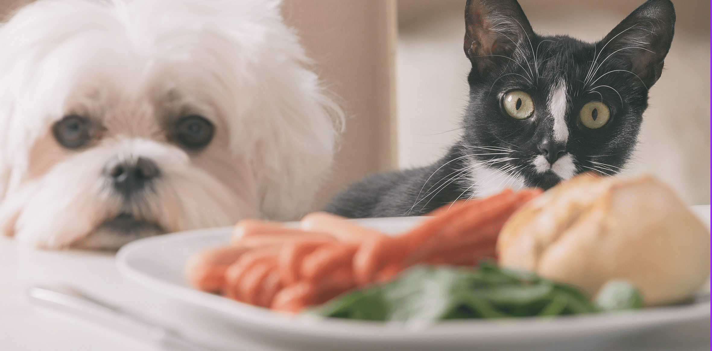 Voedingshype-kat-hond