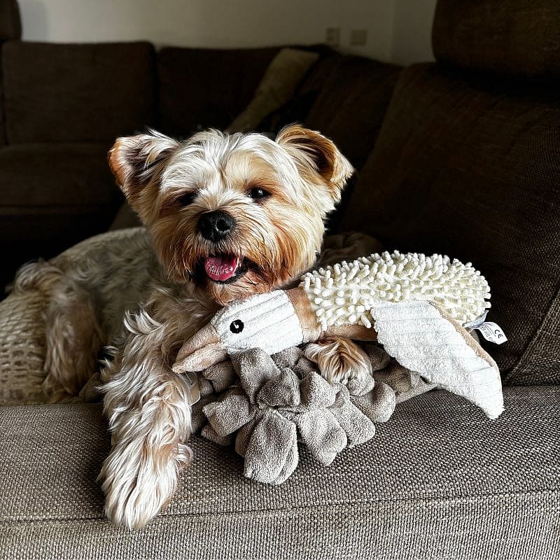 Beeztees Eco Eend Jago