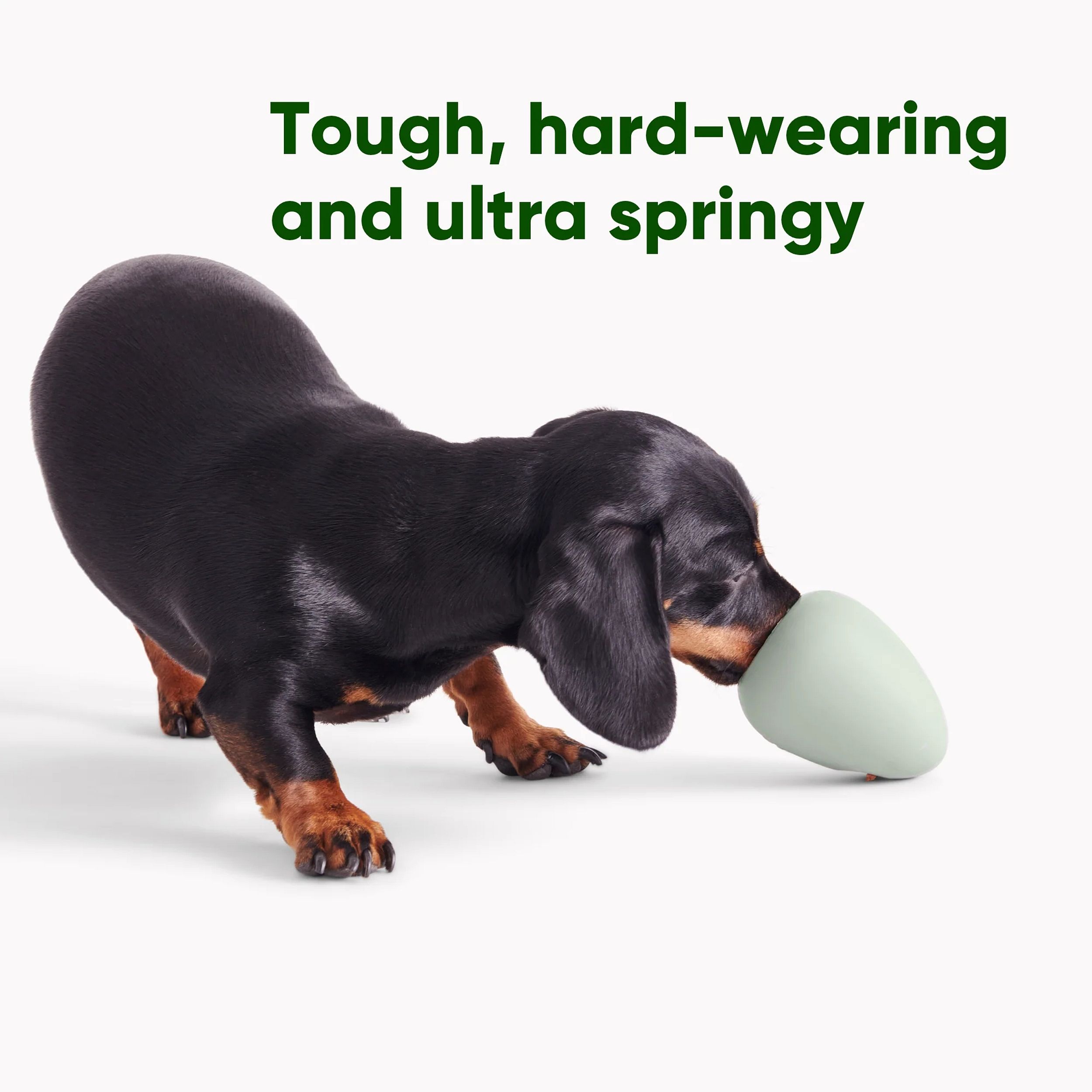 teckel, dachs, hond, pup, eieren-discussie