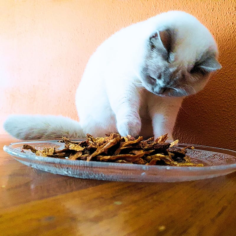 Dierapotheker Gedroogde Visjes