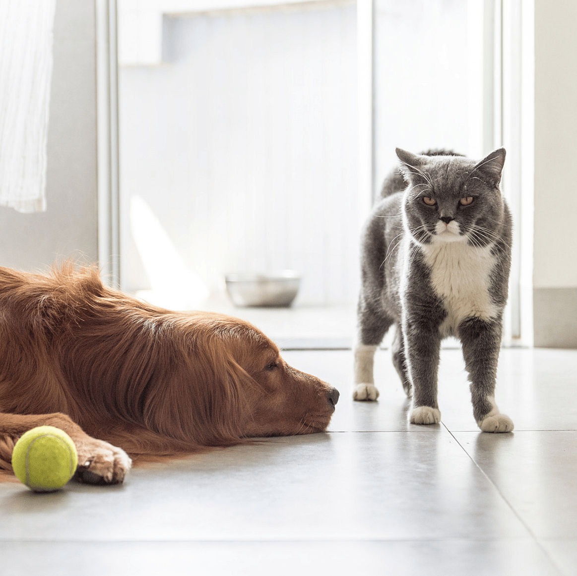 Prettig-afvallen-hond-kat