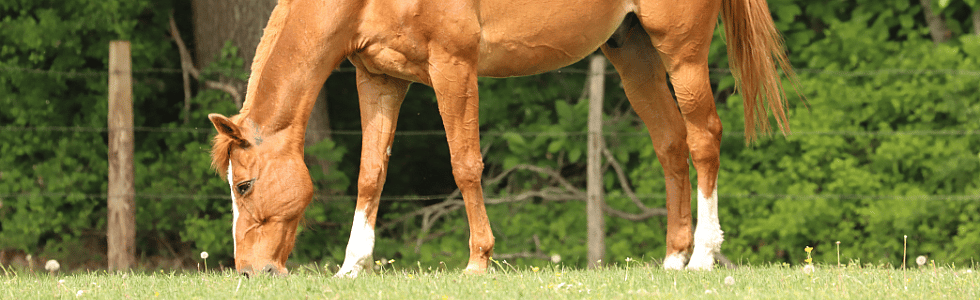 PPID (Cushing) bij paarden: symptomen, behandeling en hoe u uw paard gezond houdt