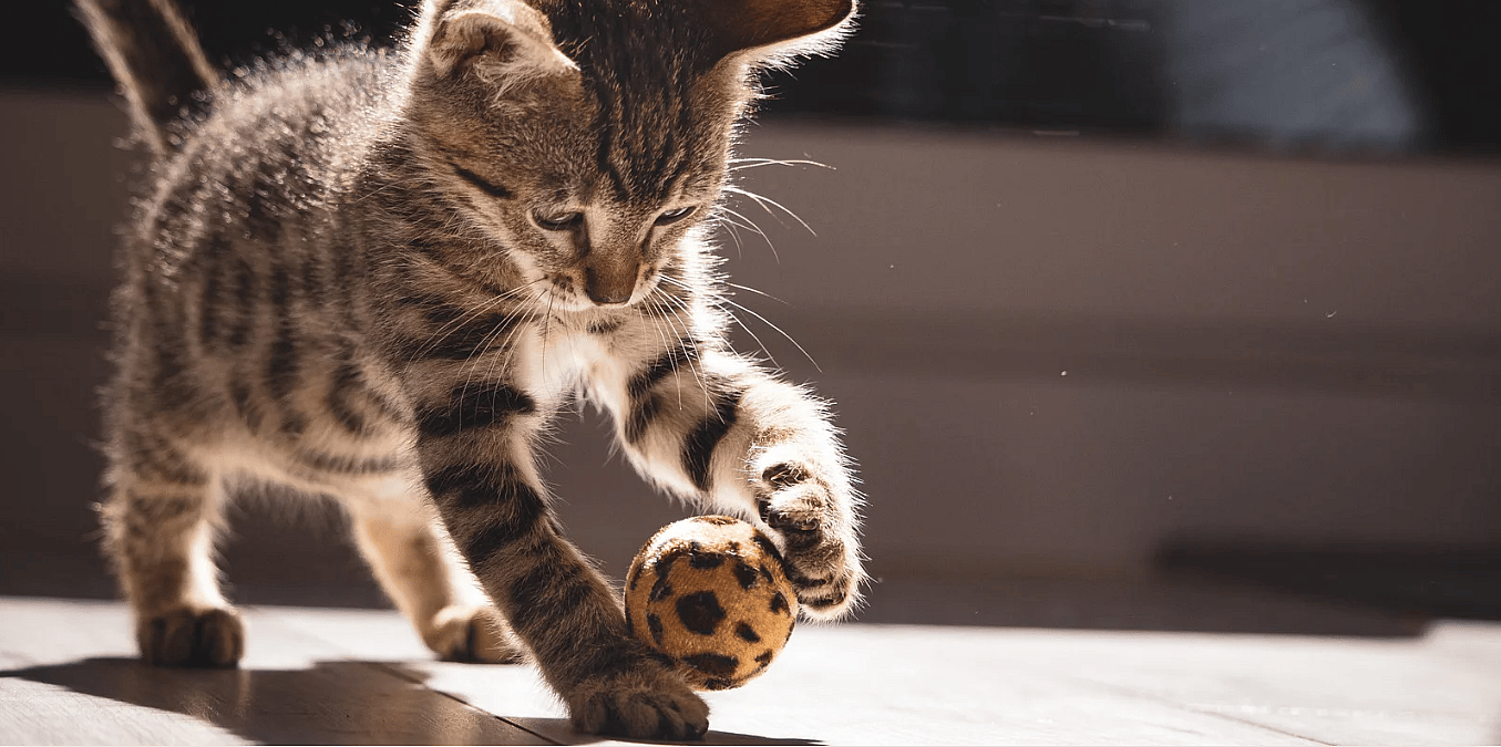 Links-of-rechtspotig-hond-kat-paard-dier