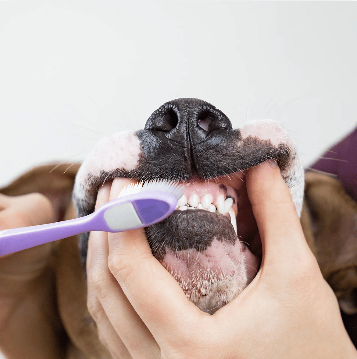 Tandenpoetsen-gebit-hond