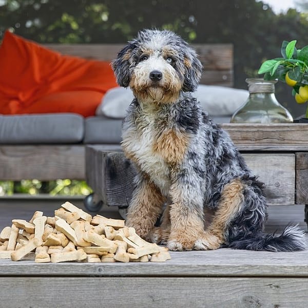 Beeztees Bonies Lam Rijst Hond 1 kg