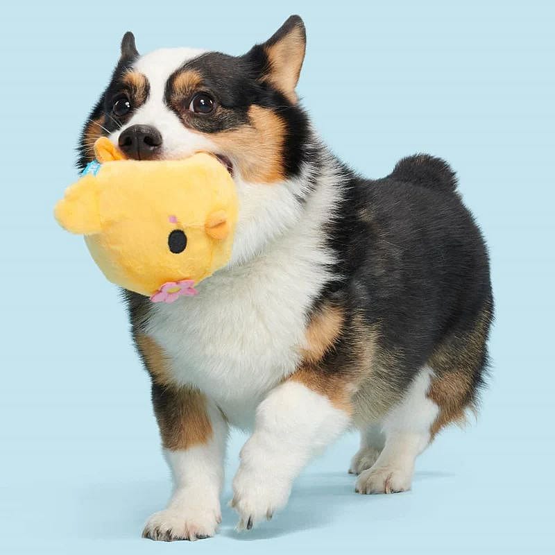 hond, corgi, speelgoed, knuffel, toy