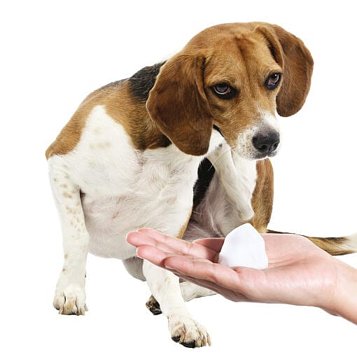 Maxani PyoMax Mousse Hond Kat Paard 150 ml