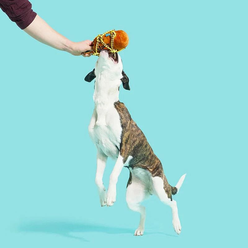 dog, dog toy, tug toy, orange toy, punchy toy