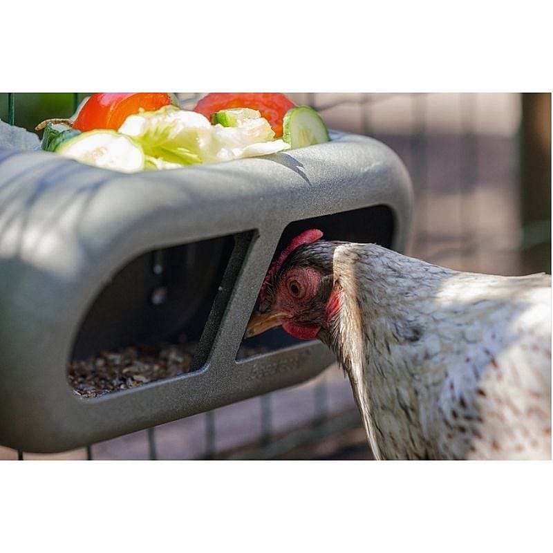 kip, hok, voedertrog, voederbak, pluimveevoer
